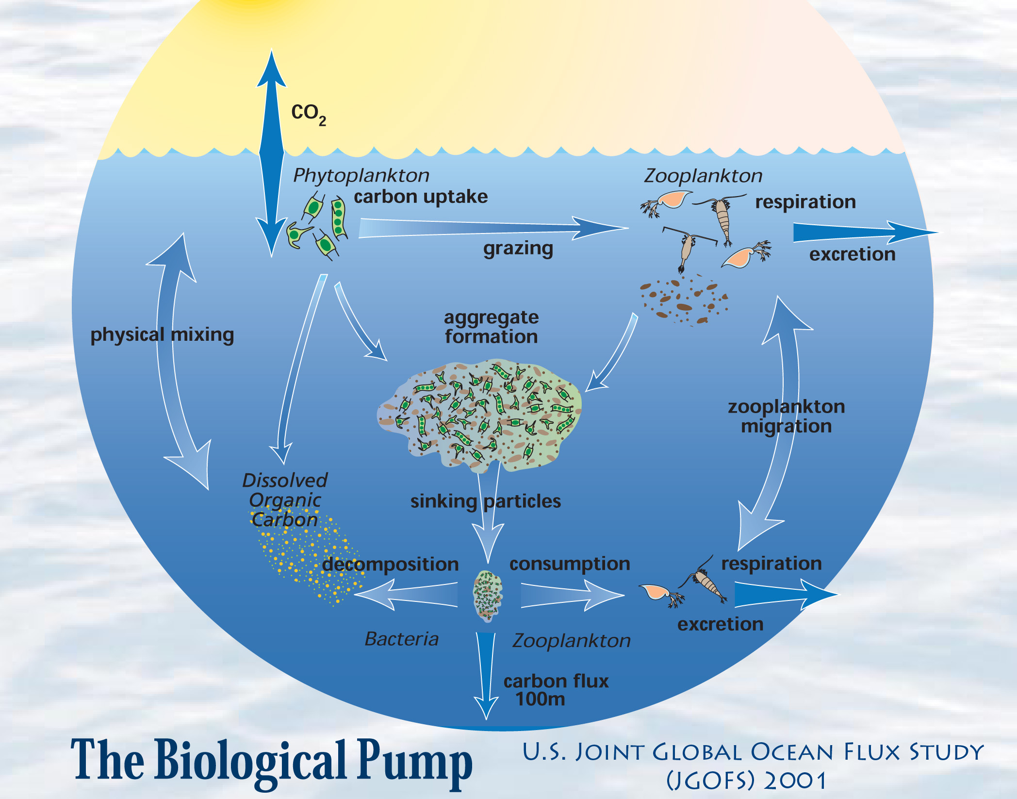 JGOFSBiologicalPump